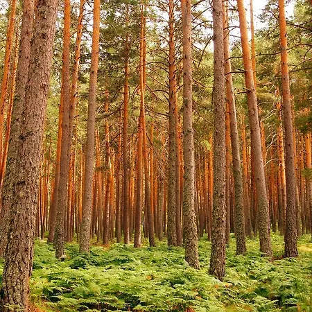 La Querencia De Valsain