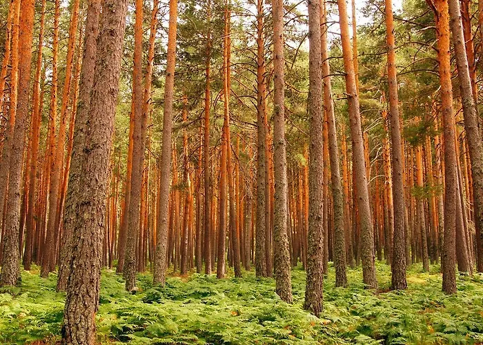 La Querencia De Valsain